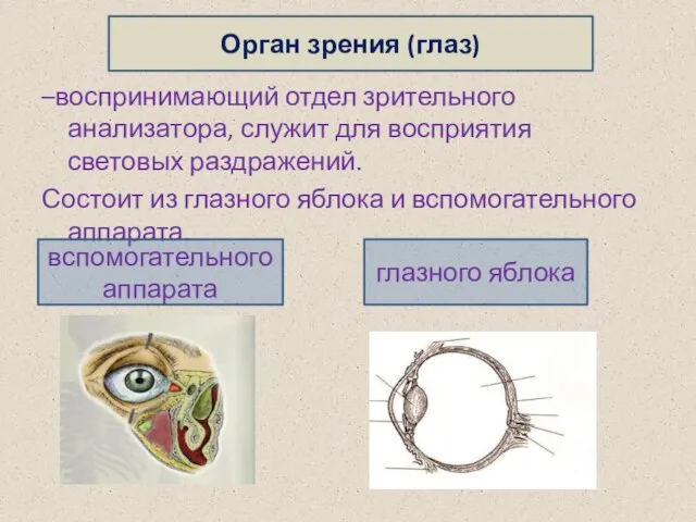 –воспринимающий отдел зрительного анализатора, служит для восприятия световых раздражений. Состоит из глазного