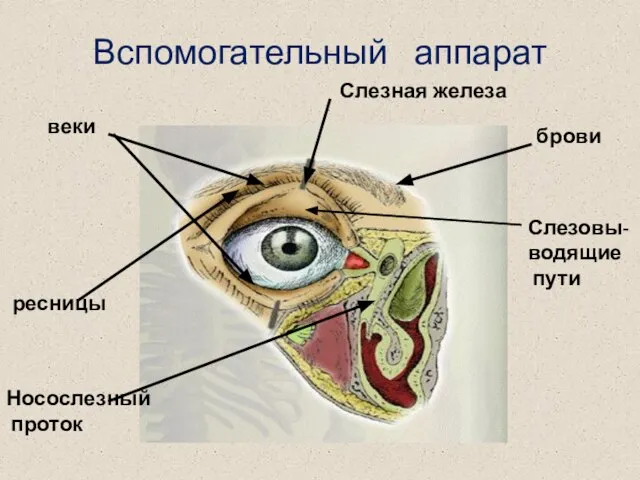 Вспомогательный аппарат Слезная железа веки брови ресницы Слезовы- водящие пути Носослезный проток