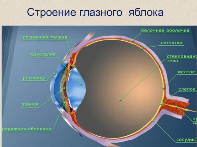 Строение глазного яблока