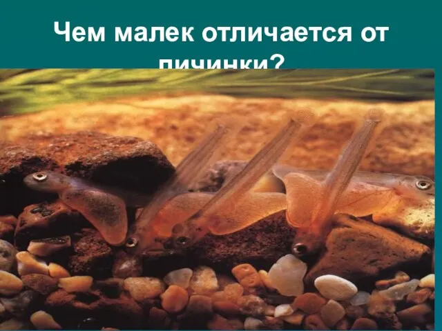 Чем малек отличается от личинки?