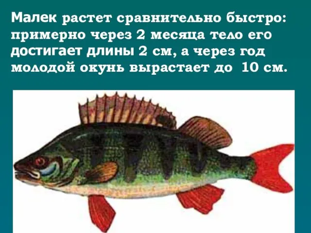 Малек растет сравнительно быстро: примерно через 2 месяца тело его достигает длины