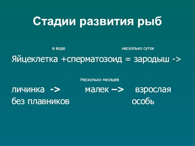 Стадии развития рыб в воде несколько суток Яйцеклетка +сперматозоид = зародыш ->