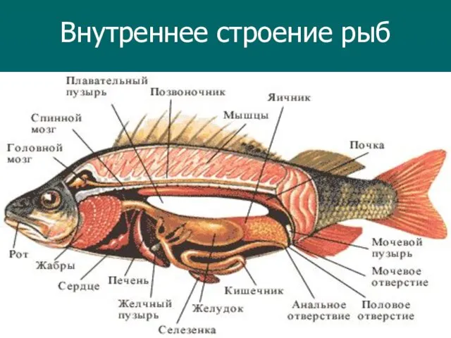 Внутреннее строение рыб