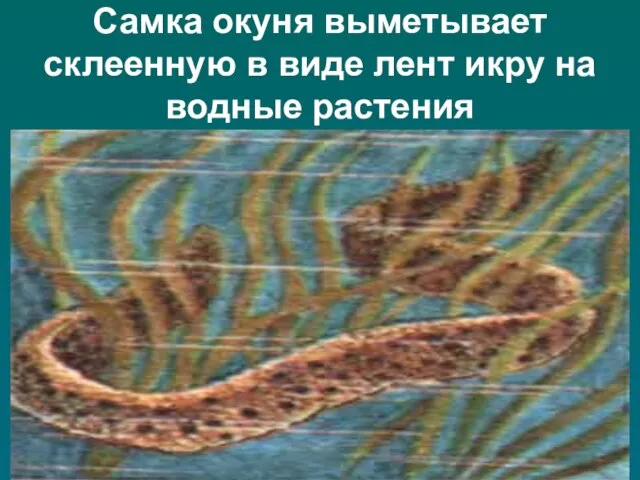 Самка окуня выметывает склеенную в виде лент икру на водные растения