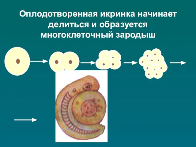 Оплодотворенная икринка начинает делиться и образуется многоклеточный зародыш