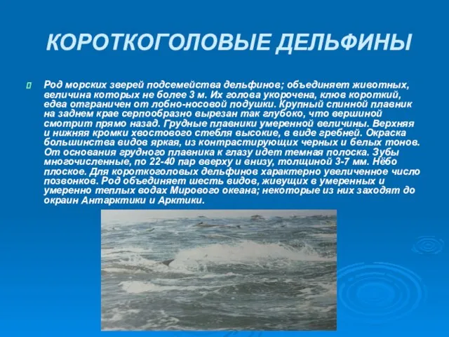 КОРОТКОГОЛОВЫЕ ДЕЛЬФИНЫ Род морских зверей подсемейства дельфинов; объединяет животных, величина которых не