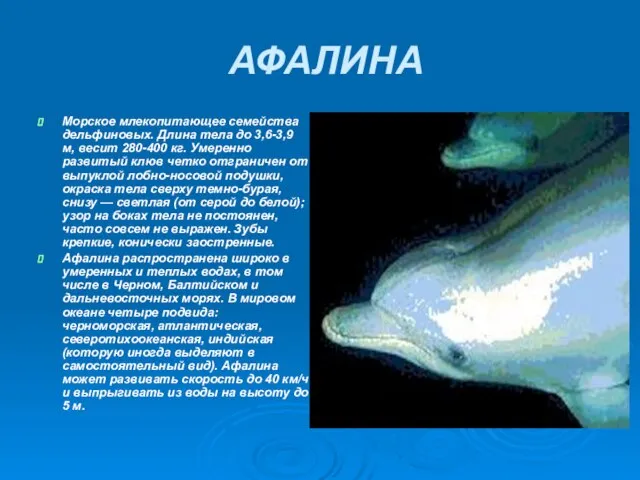 АФАЛИНА Морское млекопитающее семейства дельфиновых. Длина тела до 3,6-3,9 м, весит 280-400