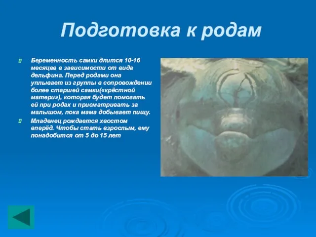 Подготовка к родам Беременность самки длится 10-16 месяцев в зависимости от вида