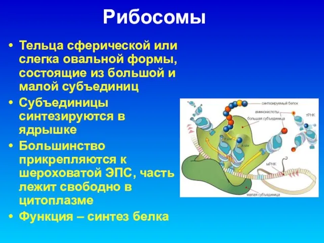 Рибосомы Тельца сферической или слегка овальной формы, состоящие из большой и малой