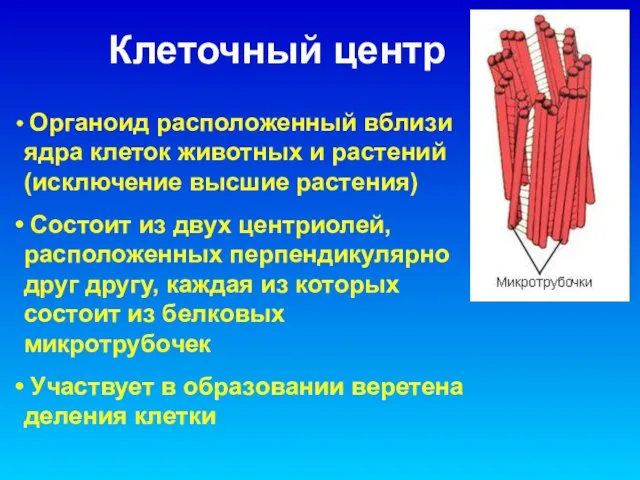 Клеточный центр Органоид расположенный вблизи ядра клеток животных и растений (исключение высшие