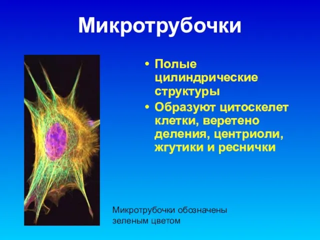 Микротрубочки Полые цилиндрические структуры Образуют цитоскелет клетки, веретено деления, центриоли, жгутики и