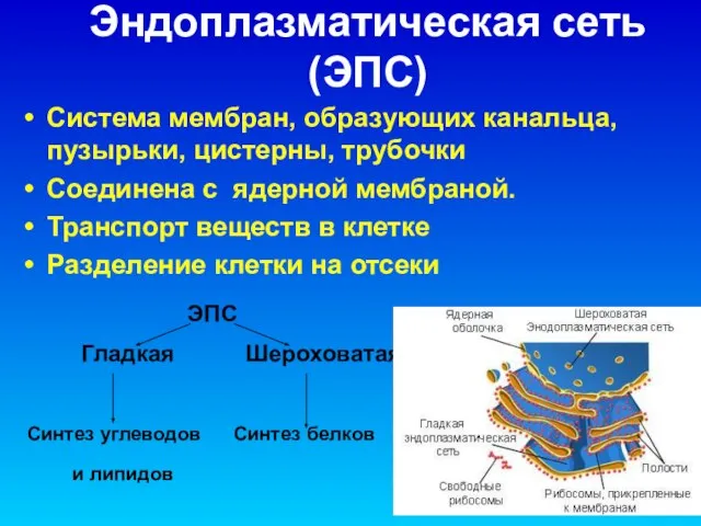 Эндоплазматическая сеть (ЭПС) Система мембран, образующих канальца, пузырьки, цистерны, трубочки Соединена с