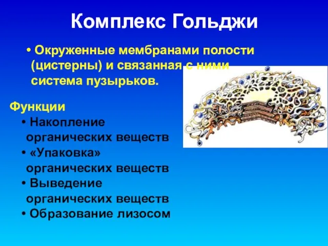 Комплекс Гольджи Функции Накопление органических веществ «Упаковка» органических веществ Выведение органических веществ