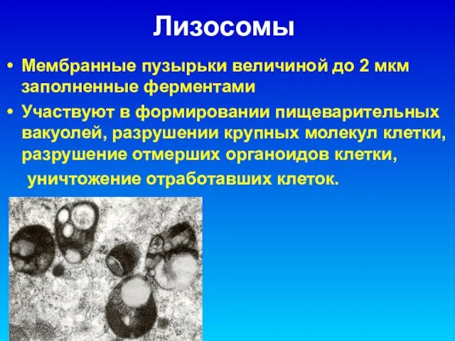 Лизосомы Мембранные пузырьки величиной до 2 мкм заполненные ферментами Участвуют в формировании