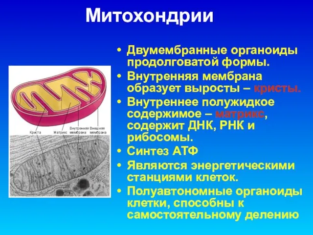 Митохондрии Двумембранные органоиды продолговатой формы. Внутренняя мембрана образует выросты – кристы. Внутреннее