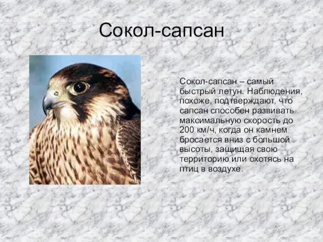 Сокол-сапсан Сокол-сапсан – самый быстрый летун. Наблюдения, похоже, подтверждают, что сапсан способен