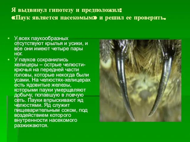 Я выдвинул гипотезу и предположил: «Паук является насекомым» и решил ее проверить.