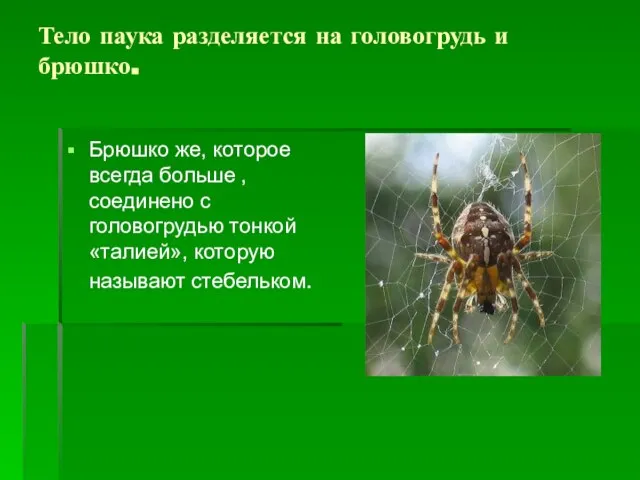 Тело паука разделяется на головогрудь и брюшко. Брюшко же, которое всегда больше