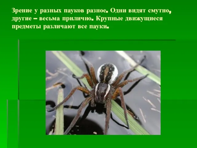 Зрение у разных пауков разное. Одни видят смутно, другие – весьма прилично.