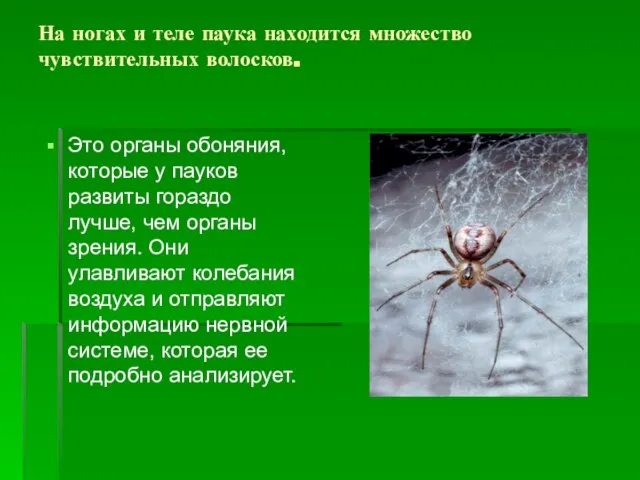 На ногах и теле паука находится множество чувствительных волосков. Это органы обоняния,