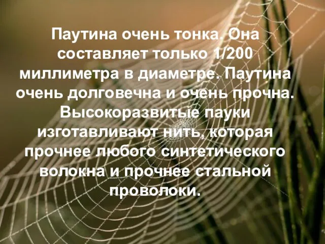 Паутина очень тонка. Она составляет только 1/200 миллиметра в диаметре. Паутина очень