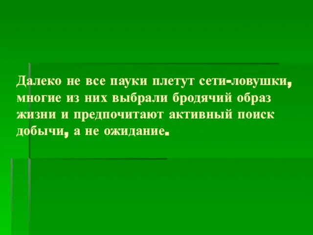 Далеко не все пауки плетут сети-ловушки, многие из них выбрали бродячий образ