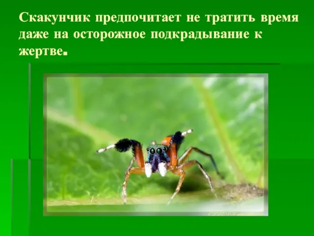 Скакунчик предпочитает не тратить время даже на осторожное подкрадывание к жертве.