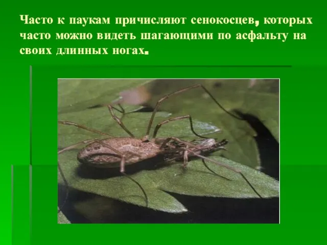 Часто к паукам причисляют сенокосцев, которых часто можно видеть шагающими по асфальту на своих длинных ногах.