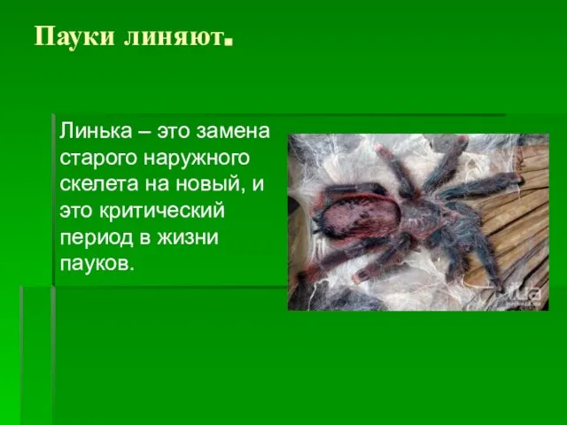 Пауки линяют. Линька – это замена старого наружного скелета на новый, и