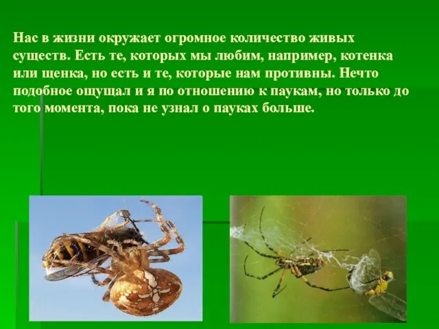 Нас в жизни окружает огромное количество живых существ. Есть те, которых мы