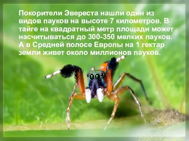 Покорители Эвереста нашли один из видов пауков на высоте 7 километров. В