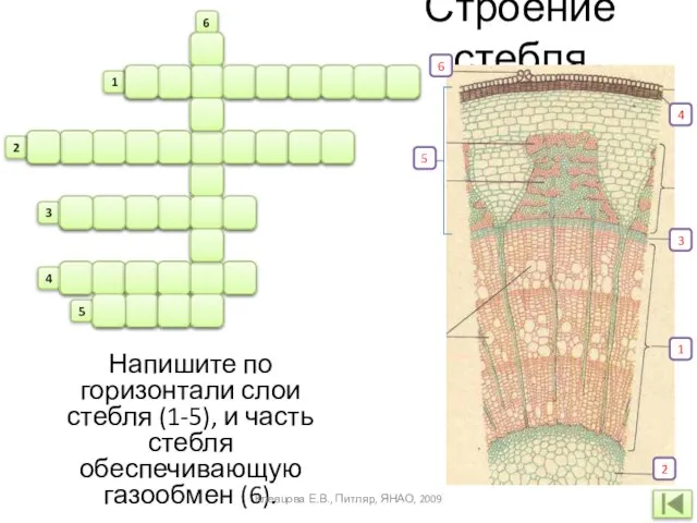 Строение стебля м б п р о б в н а е