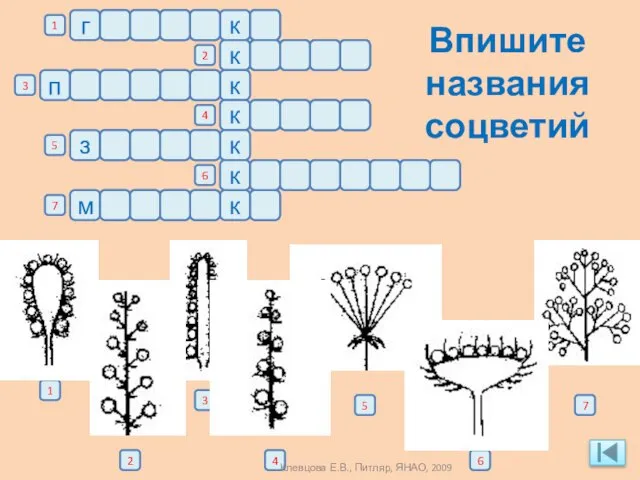 Впишите названия соцветий г о л о в к а а л