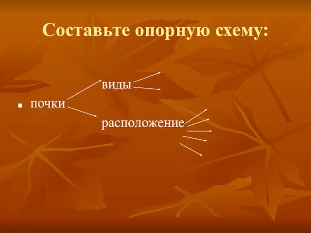 Составьте опорную схему: виды почки расположение