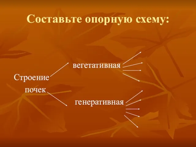 Составьте опорную схему: вегетативная Строение почек генеративная