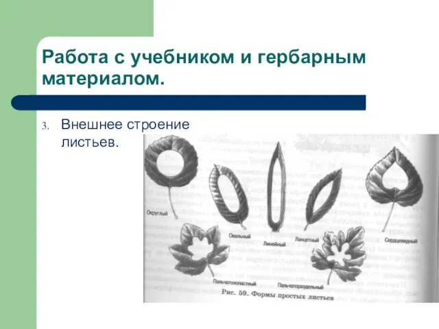 Работа с учебником и гербарным материалом. Внешнее строение листьев.