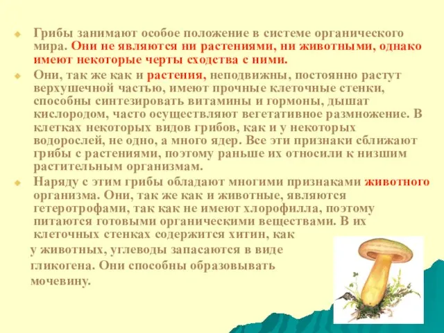 Грибы занимают особое положение в системе органического мира. Они не являются ни