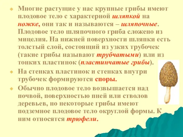 Многие растущие у нас крупные грибы имеют плодовое тело с характерной шляпкой