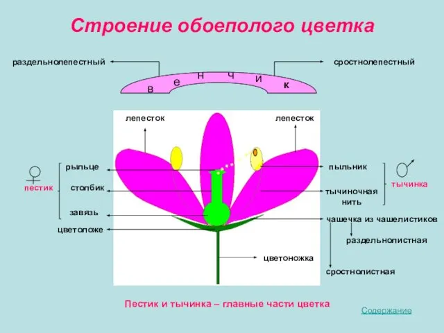 Строение обоеполого цветка в е н ч и к лепесток лепесток пыльник