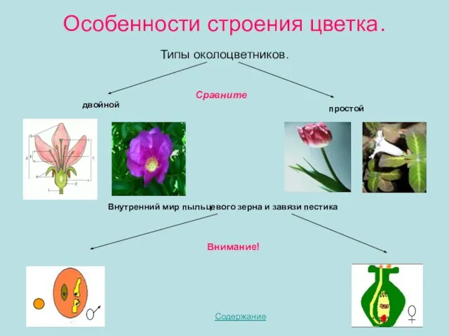 Особенности строения цветка. Типы околоцветников. Содержание двойной простой Внутренний мир пыльцевого зерна