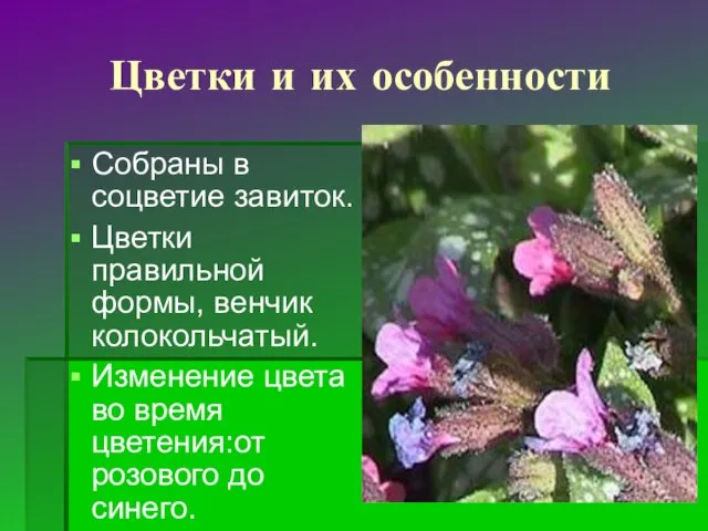 Цветки и их особенности Собраны в соцветие завиток. Цветки правильной формы, венчик