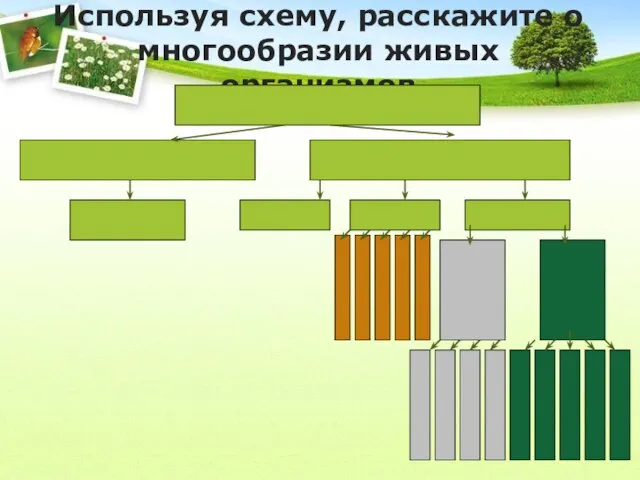 Используя схему, расскажите о многообразии живых организмов