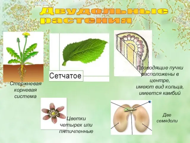 Двудольные растения Стержневая корневая система Проводящие пучки расположены в центре, имеют вид