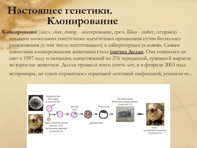 Настоящее генетики. Клонирование Клонирование (англ. clone, cloning - копирование, греч. Κλων -