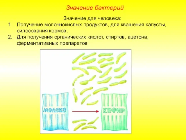 Значение бактерий Значение для человека: Получение молочнокислых продуктов, для квашения капусты, силосования