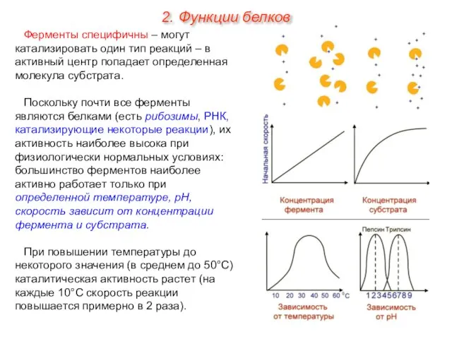 Ферменты специфичны – могут катализировать один тип реакций – в активный центр