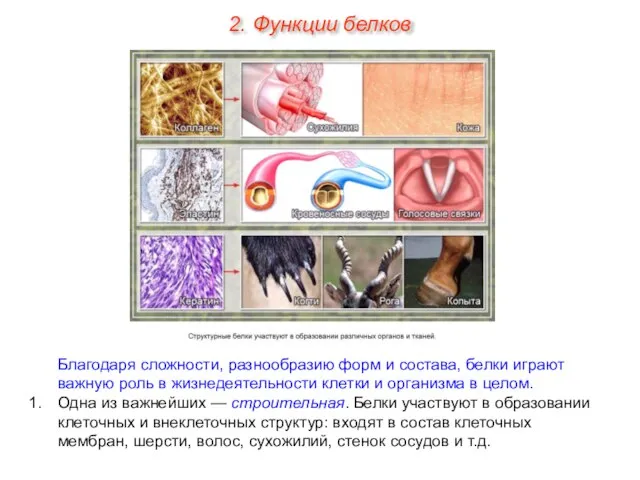 Благодаря сложности, разнообразию форм и состава, белки играют важную роль в жизнедеятельности