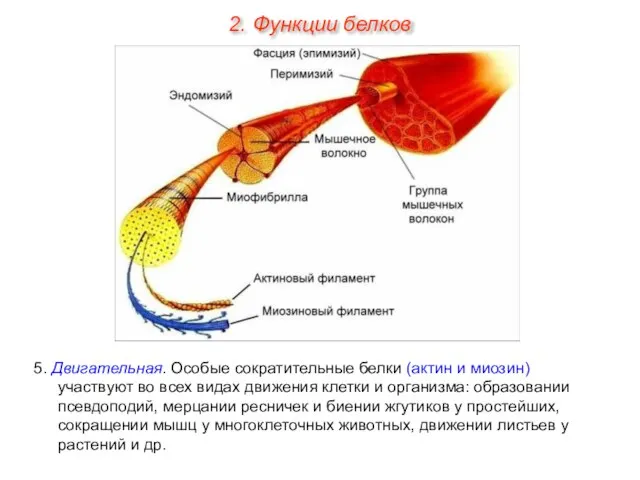 5. Двигательная. Особые сократительные белки (актин и миозин) участвуют во всех видах