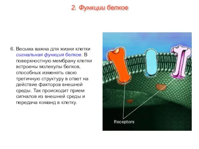 6. Весьма важна для жизни клетки сигнальная функция белков. В поверхностную мембрану