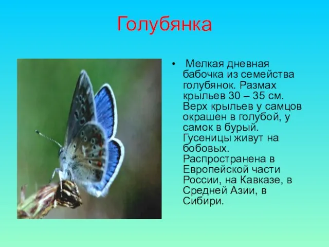Голубянка Мелкая дневная бабочка из семейства голубянок. Размах крыльев 30 – 35